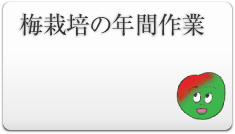 梅栽培の年間作業